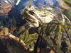 Squat Frog