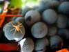 Spider on Grapes